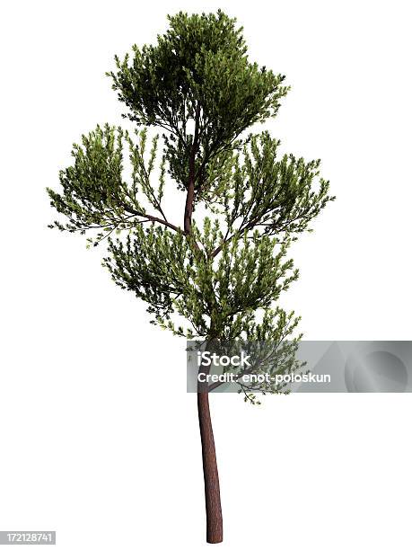 Scotch Pine Stock Photo - Download Image Now - Scots Pine, Branch - Plant Part, Cut Out