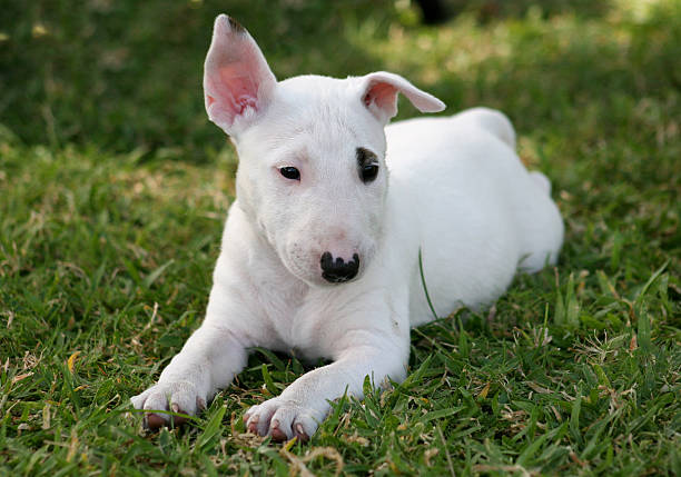 Little Spot 2 A little Bull Terrier bull terrier stock pictures, royalty-free photos & images