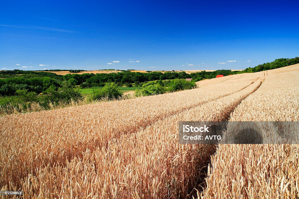 Wheat campo di - Foto stock royalty-free di Agricoltura