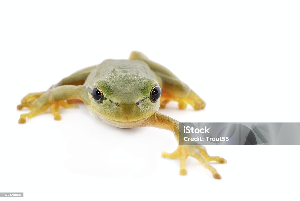 Tree frog - Zbiór zdjęć royalty-free (Biały)