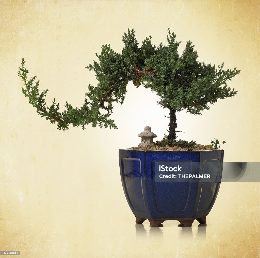 bonsai - Royalty-free Barro Foto de stock