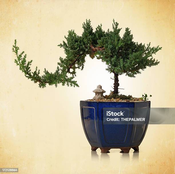 Bonsai - Fotografias de stock e mais imagens de Barro - Barro, Vaso de Flor, Árvore