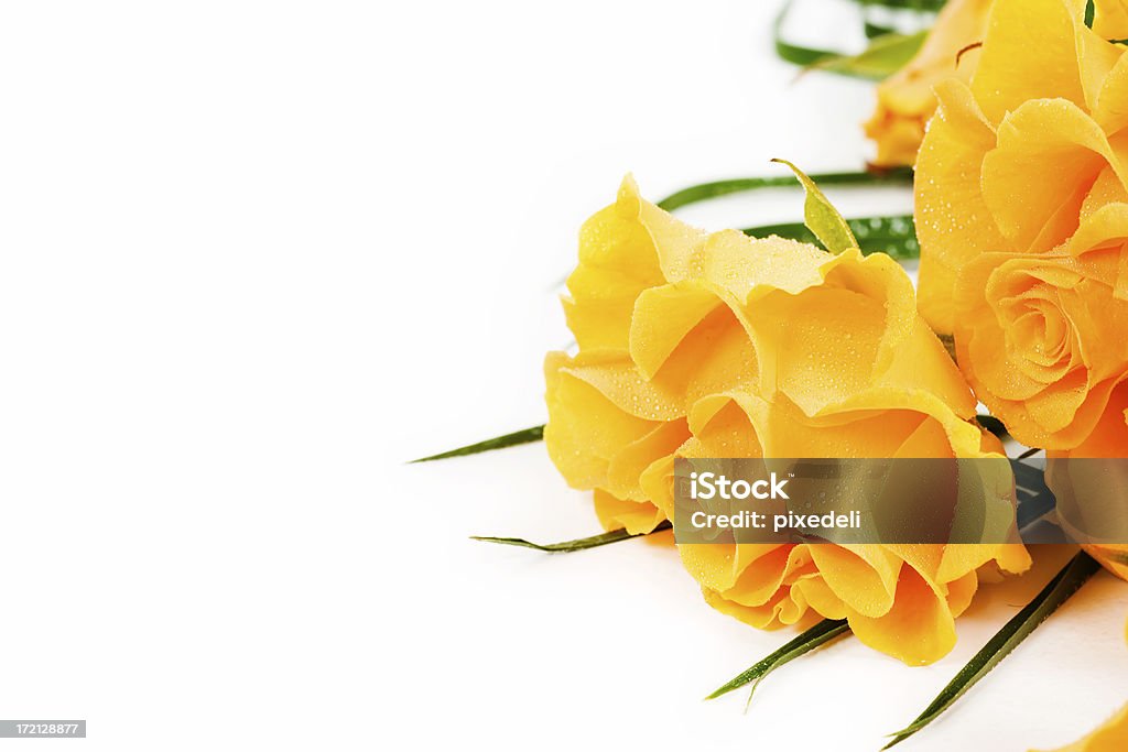 Rosas - Foto de stock de Amarelo royalty-free
