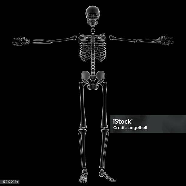 X 線の骸骨の研究 - X線撮影のストックフォトや画像を多数ご用意 - X線撮影, カットアウト, クリッピングパス