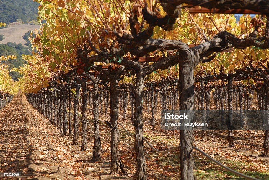 Fila di vigneti - Foto stock royalty-free di Autunno