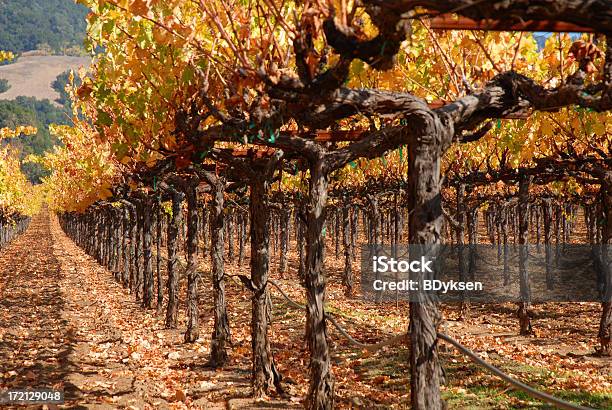 Foto de Fileiras De Videiras e mais fotos de stock de Califórnia - Califórnia, Outono, Vale de Sonoma