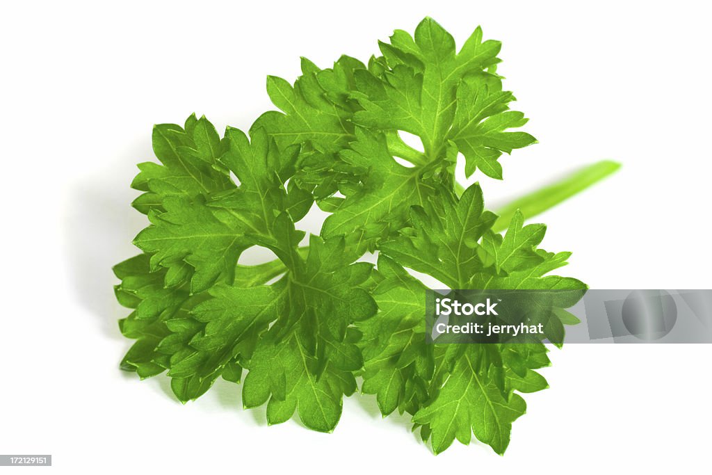 Curly-Leaf Parsley sprig A close-up of a sprig of curly-leafed parsley Close-up Stock Photo