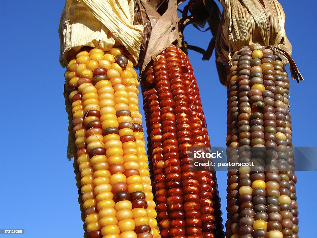 Coloré de maïs - Photo de Aliment libre de droits