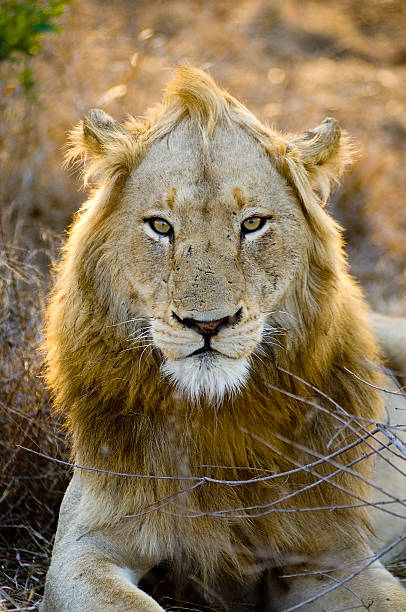 leão - lion sands - fotografias e filmes do acervo