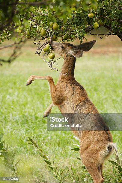 Selección De Frutas Foto de stock y más banco de imágenes de Aire libre - Aire libre, Animal, Ciervo