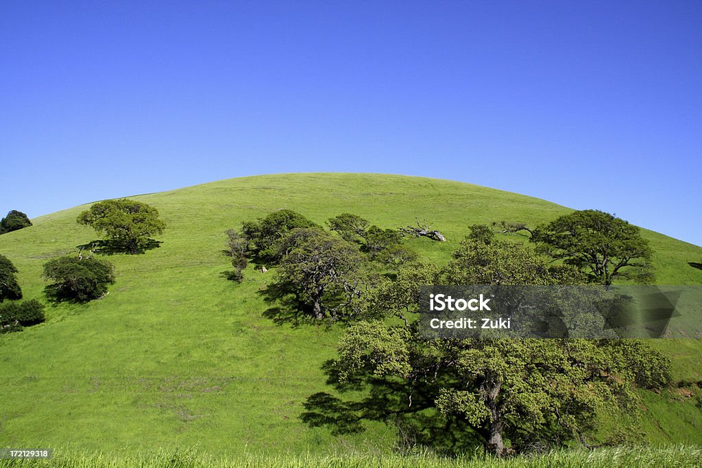 Verde Hill - Foto stock royalty-free di Albero