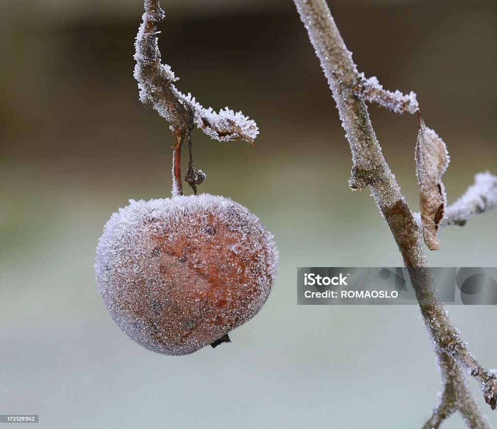 Яблоко, покрытые Фрост в декабре, Норвегия - Стоковые фото Без людей роялти-фри
