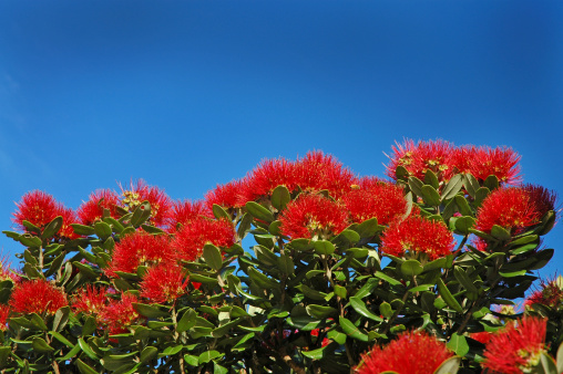 Pohutukawa flowers, Metrosideros excelsa, New Zealand Christmas Tree, against blue sky