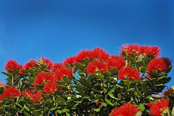 Photo of POHUTUKAWA FLOWERS LANDSCAPE