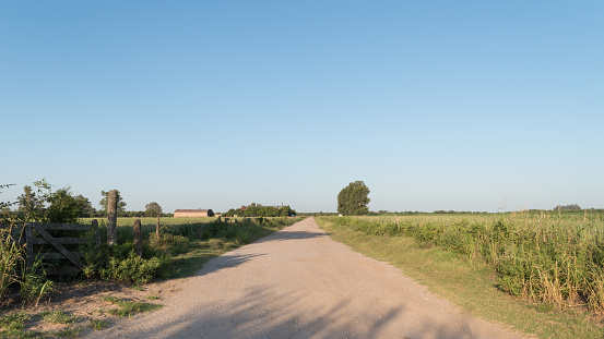 rural road with corn plantations on both sides of the road and facilities and trees on the horizon