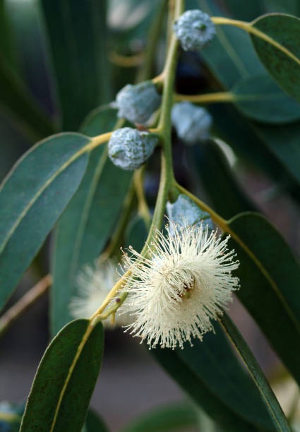 eukalyptus-blume - nature macro vertical close up stock-fotos und bilder
