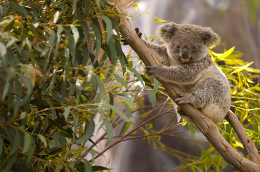 A closeup shot of a Koala on a tree in Australia