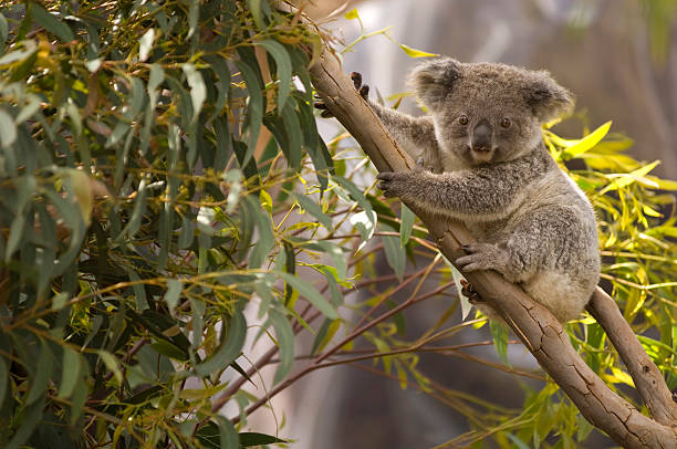 Lone koala hanging on the branches of a tree An Australian koala Bear perched in a gum tree overlooking the scenery. marsupial stock pictures, royalty-free photos & images