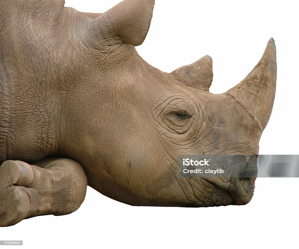 Rhinocéros africain rêve: Isolé - Photo de Administrer un calmant libre de droits
