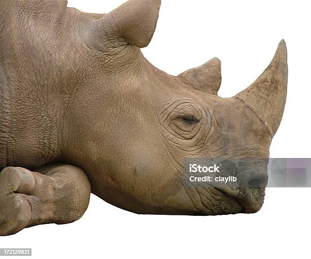 Photo libre de droit de Rhinocéros Africain Rêve Isolé banque d'images et plus d'images libres de droit de Administrer un calmant - Administrer un calmant, Beauté, Beauté de la nature