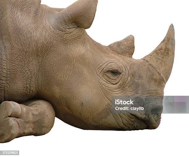 African Rhino Sognare Isolato - Fotografie stock e altre immagini di Animale - Animale, Bellezza, Bellezza naturale