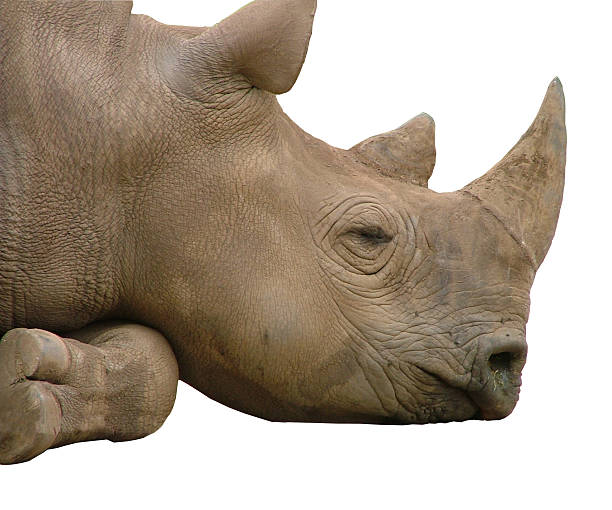 istock African Rhino dreaming: isolated 172129821