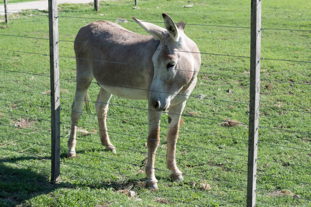 istock profile of a gray donkey inside a corral on a farm 1721298648