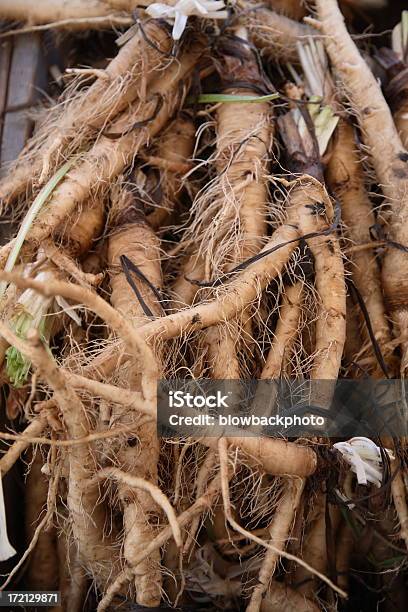 파머스 마켓 서양우엉 Roots 서양우엉에 대한 스톡 사진 및 기타 이미지 - 서양우엉, 0명, 날것