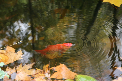 Bucolic and suggestive image from a goldfish breathing on the water surface. 