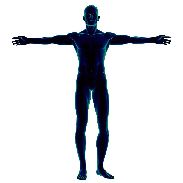 istock Human body of a man for study 172129983
