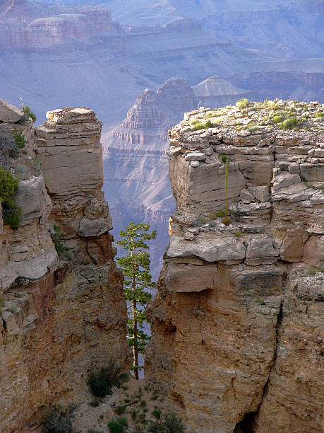 A tree in front of the abyss, Grand Canyon Nationalpark, USA