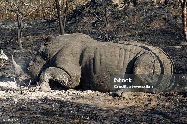 Rhino Foto de stock y más banco de imágenes de Acostado - Acostado, Animal, Animales de Safari