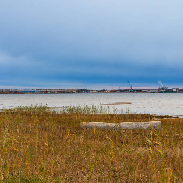 istock Orange grass and log by the beach 1721301823