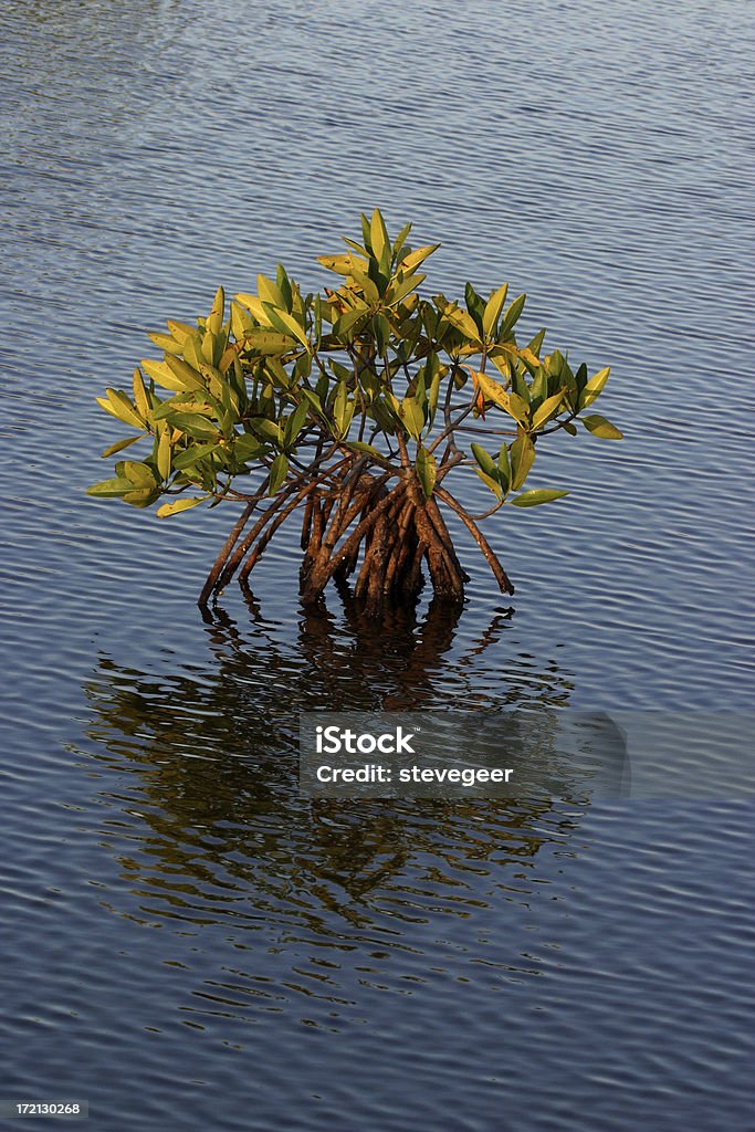 Giovane Mangrovia - Foto stock royalty-free di Acqua