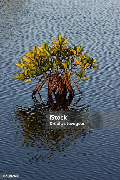 Giovane Mangrovia - Fotografie stock e altre immagini di Acqua - Acqua, Albero, Ambientazione esterna