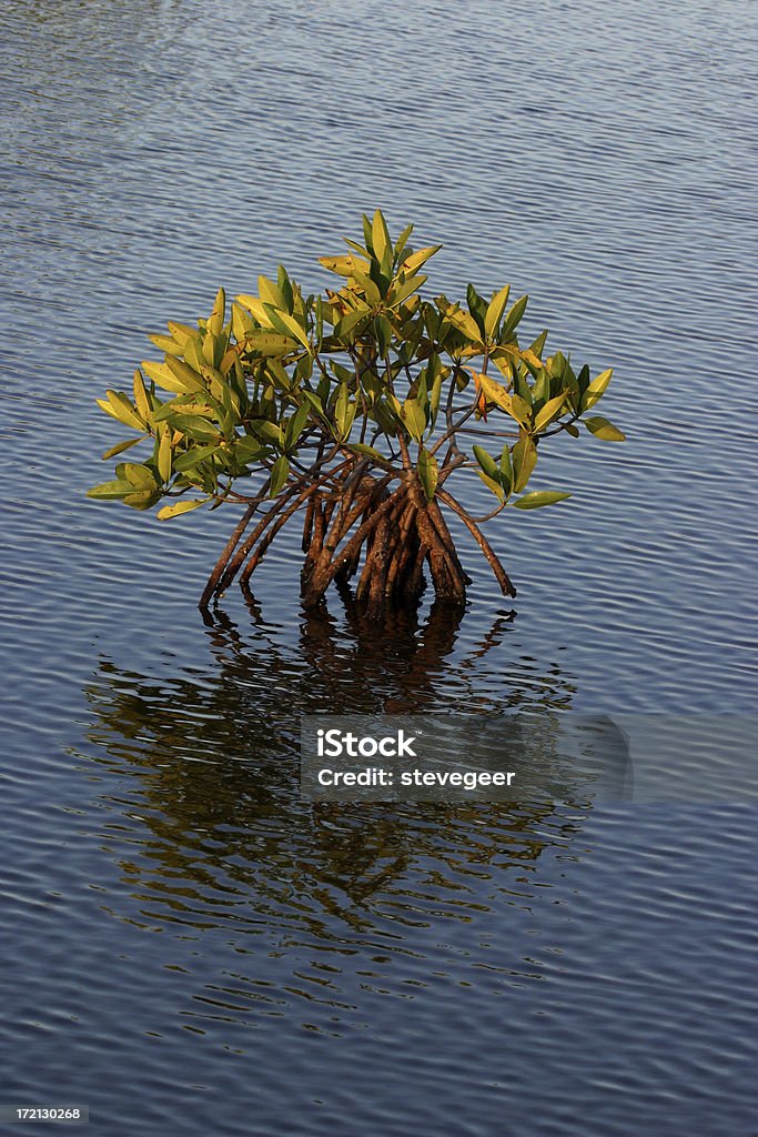 Młody Drzewo mangrowe - Zbiór zdjęć royalty-free (Ameryka)