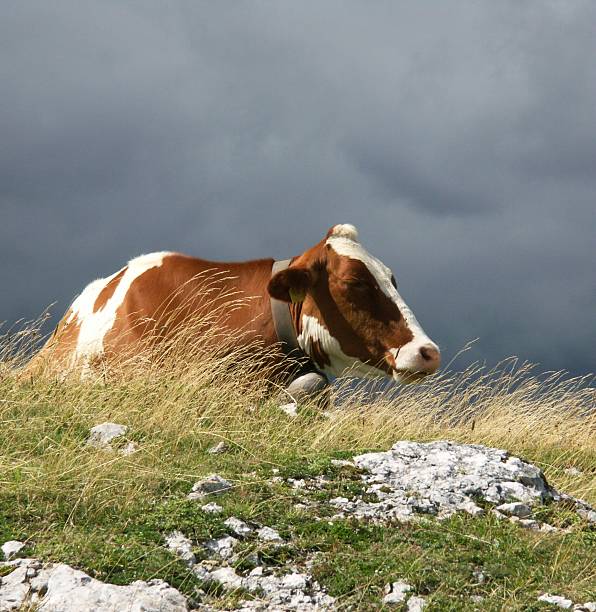 Cow, waiting the storm stock photo