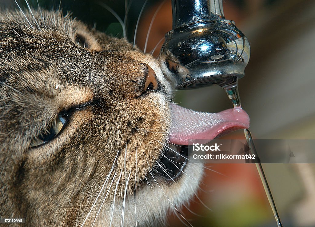 Thirsty Tabby cat drinking from faucet. Domestic Cat Stock Photo