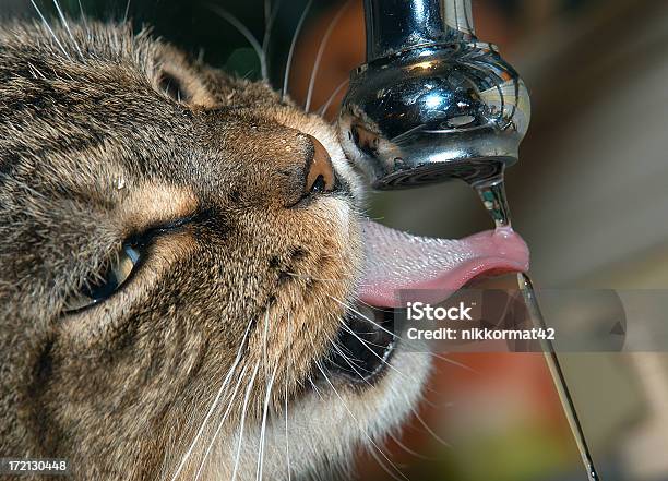 Thirsty Stock Photo - Download Image Now - Domestic Cat, Faucet, Drinking Water