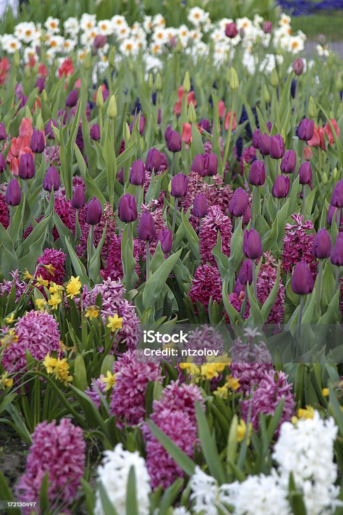 Fiori di primavera - Foto stock royalty-free di Boston - Massachusetts