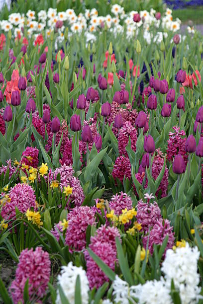 Spring Flowers stock photo