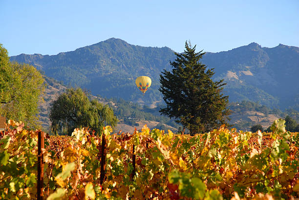 上を飛ぶ熱気球のナパバレーブドウ園 - hot air balloon california napa napa valley ストックフォトと画像