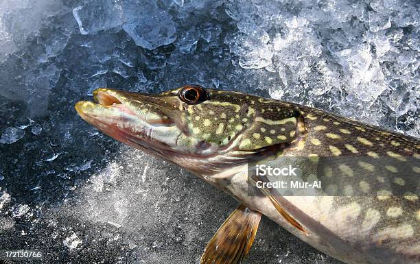 Pike Su Ghiaccio - Fotografie stock e altre immagini di Pesca sul ghiaccio - Pesca sul ghiaccio, Branchia, Composizione orizzontale