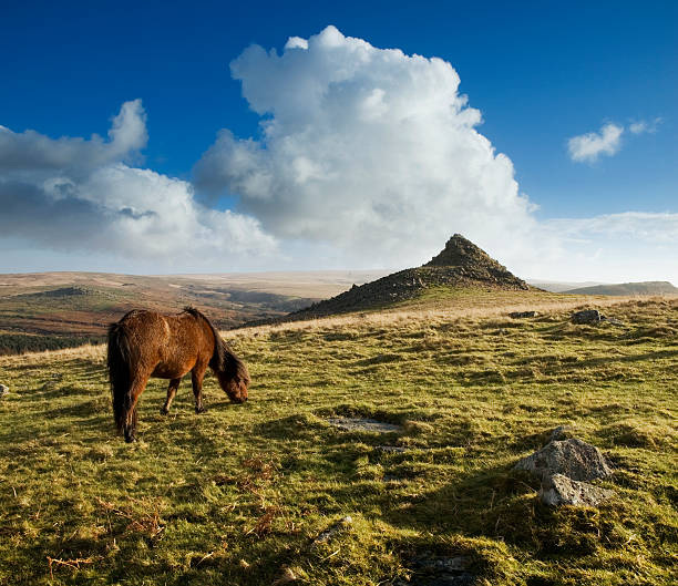 Landscape with a grazing horse in Dartmoor on a sunny day One of Dartmoor’s many dramatic tors with a grazing Dartmoor Pony in the foreground. dartmoor photos stock pictures, royalty-free photos & images
