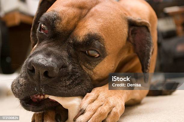 경견 씹는 굴절률은 평하 뼈 갈색에 대한 스톡 사진 및 기타 이미지 - 갈색, 강아지 뼈다귀, 강아지-어린 동물