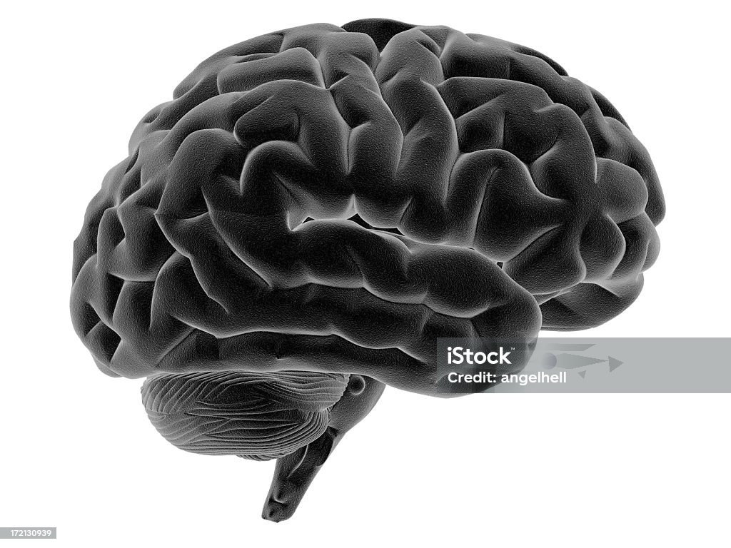 Cérebro humano em vista lateral - Royalty-free Fundo Branco Foto de stock