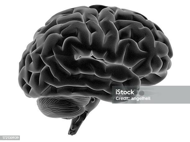 Cérebro Humano Em Vista Lateral - Fotografias de stock e mais imagens de Fundo Branco - Fundo Branco, Vista Lateral, Cérebro humano