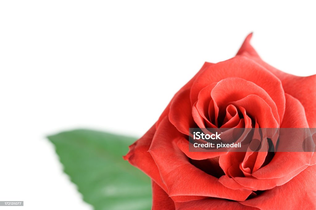 rose rouge - Photo de Amour libre de droits