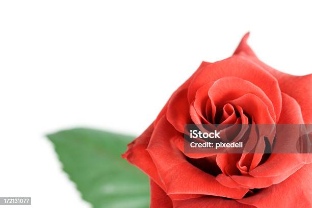 Photo libre de droit de Rose Rouge banque d'images et plus d'images libres de droit de Amour - Amour, Composition florale, Couleur