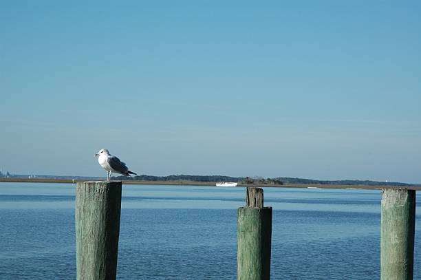 istock Seagull Perched on Amelia Island Pier with Copyspace 172131199